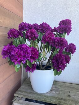 Rododendron - 3