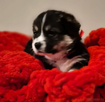 Welsh corgi pembroke - 3