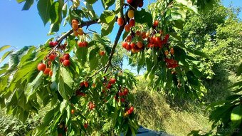 Prodám třešně srdcovky 90Kč/kg - 3