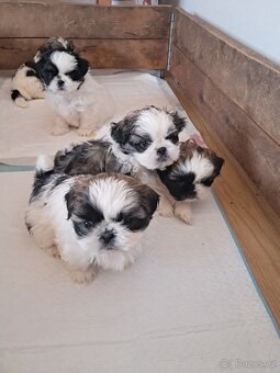 Shih-tzu, shi-tzu,shih tzu, - 3