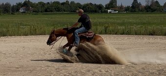 QH valach - 3