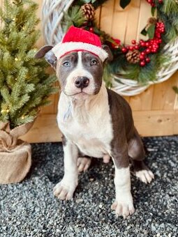 Americký stafordšírský teriér s PP - 3