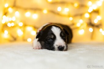 Štěňata border kolie s PP - 3