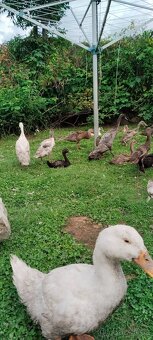 Indický běžec - 3