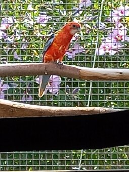 Rosela pestrá červená - 3