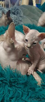 Koťátka kanadského sphynxe bez PP - 3