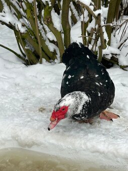 Kachna pižmová - 3