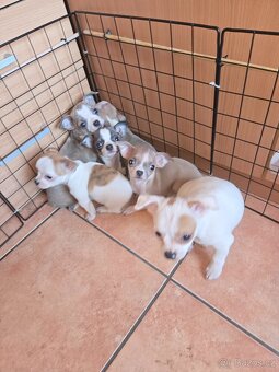 ČIVAVA KRÁTKOSRSTÁ - 3