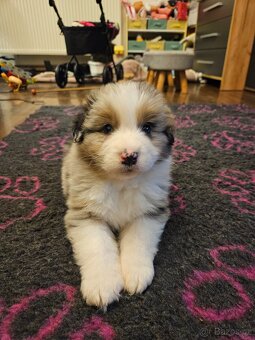 Australský ovčák s PP - 3