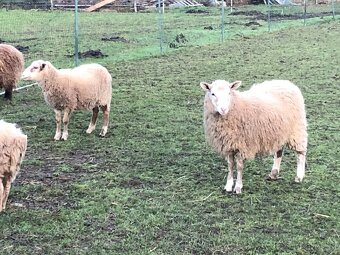 Jehnička na prodej - 3