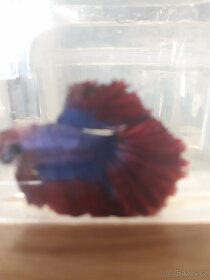 Betta - 3