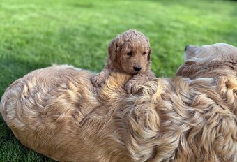 Goldendoodle - 3