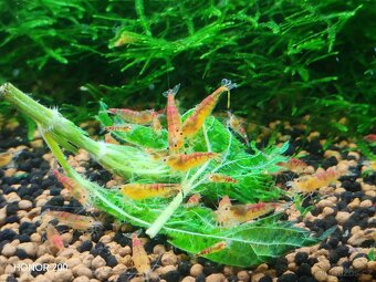 Krevetky Caridina - Golden Dragon - 3