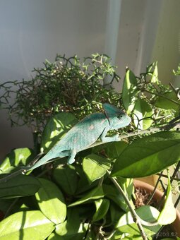 Prodám Chameleon jemenský - Chameleo calyptratus - 3