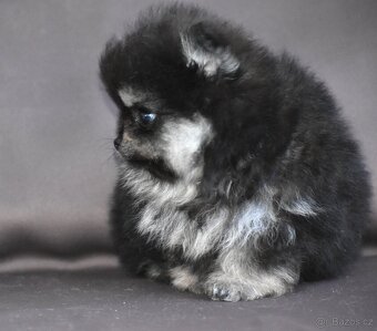 Pomeranian - 3