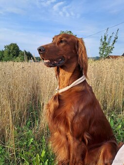 Irský setr, štěňata s PP - 3