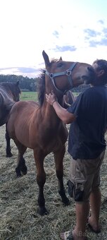 Hříbata Slezský Norik Hřebec - 3