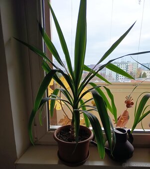 Juka obrovská -Yucca Elephanties - 3