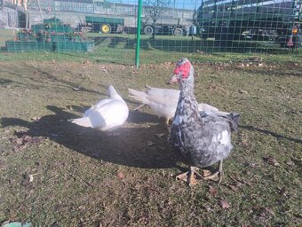 Kachny pižmové chovný pár - 3