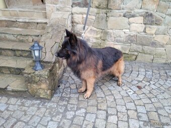 Německý ovčák dlouhosrstý -krytí - 3