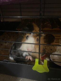 Dobry den, nabízím morčátko. - 3