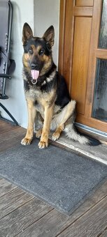 Německý ovčák bez PP - 3