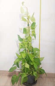 Vzrostlé Epipremnum Aureum Neon - 3