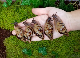 Afričtí šneci Lissachatina reticulata classic dark - 3