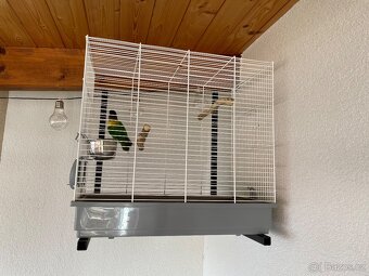Agapornis škraboškovy - 3