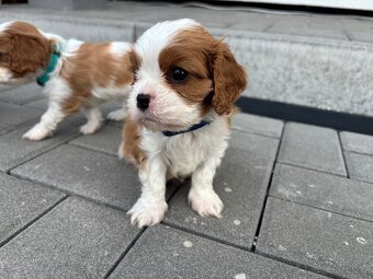 Kavalir King Charles Spaniel - 3