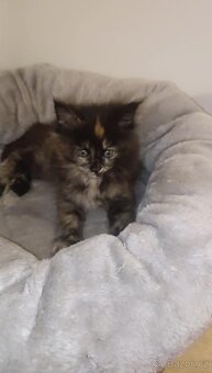 Mainská mývalí bez PP - 3