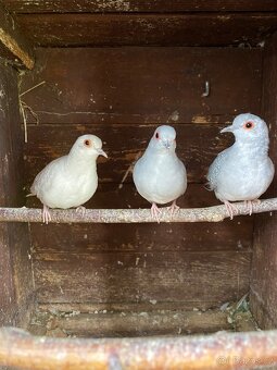 Holoubek diamantový - 3