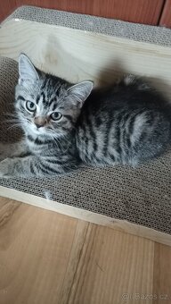 Britská koťátka whiskas s PP - 3