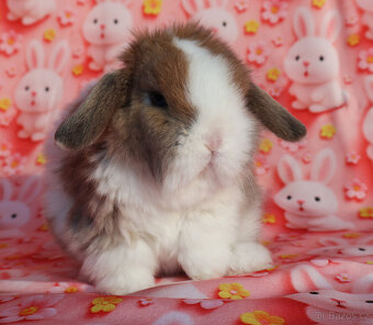 Zakrslý beránek , malinká samička s VP . - 3