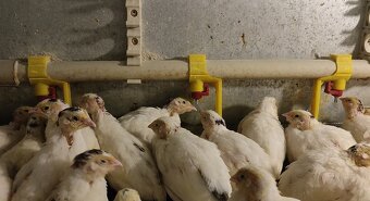 Napajeci system - niplova napaječka - 3