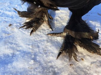 Kohout zakrslé holokrčky - 3