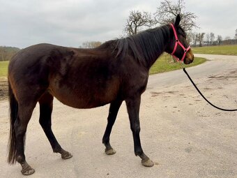 Prodám 5 letou klisnu - 3