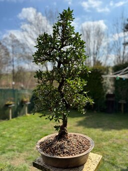 Bonsaj,bonsai Japonská Azalka - 3