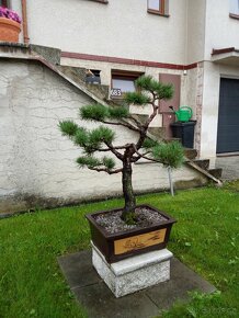 Bonsai - 3