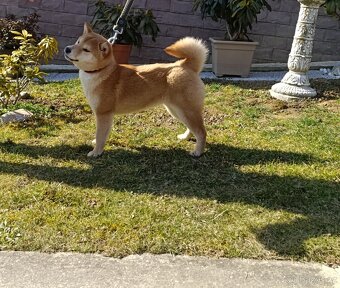 Shiba inu fenka - 3