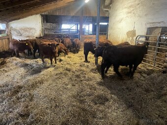 Plemenné jalovice Aberdeen Angus Red - 3