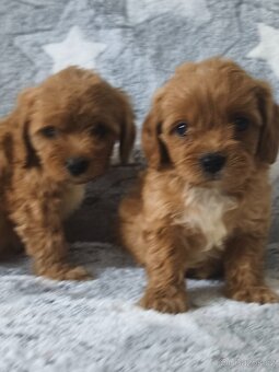 Cavapoo - 3
