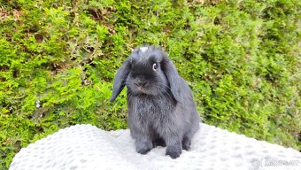 Zakrslý beránek, králíček, králík - ELLA - 3