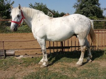 Percheron na predaj - 3