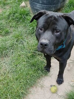 ARGO K ADOPCI - hledá spřízněnou duši - 3