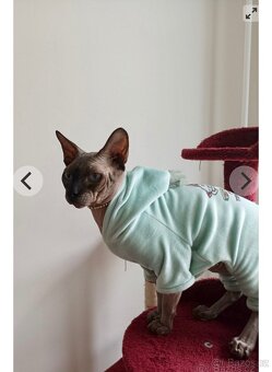 Kanadský sphynx - 3