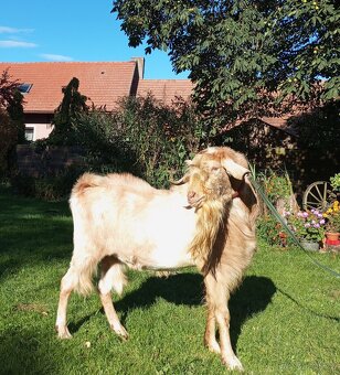 Kozel AN k dispozici - 3