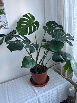 Pokojová květina monstera - 3