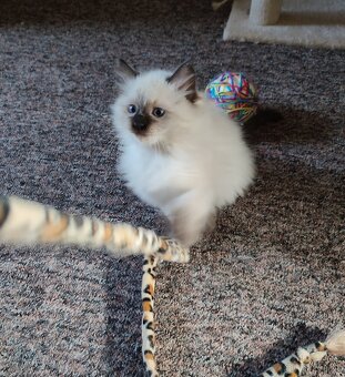 Ragdoll koťátka bez PP - 3