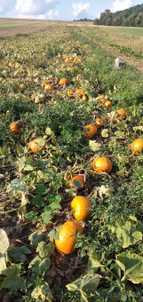 Cibule, brambory, dýně Hokkaido - 3